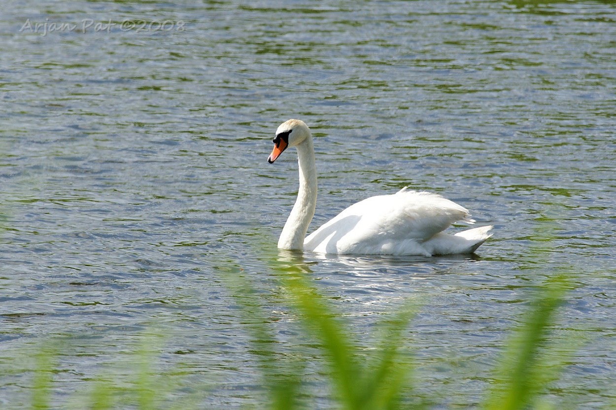 Knobbelzwaan (Hijkerveld (Diependal) - juni 2008)