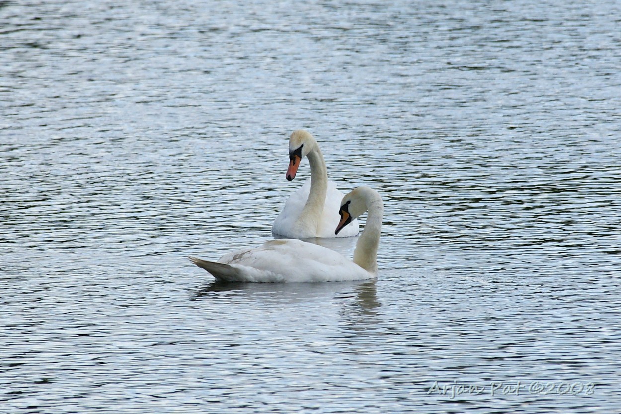 Paartje Knobbelzwanen (Hijkerveld (Diependal) - juni 2008)