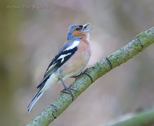 Mannetjes vink