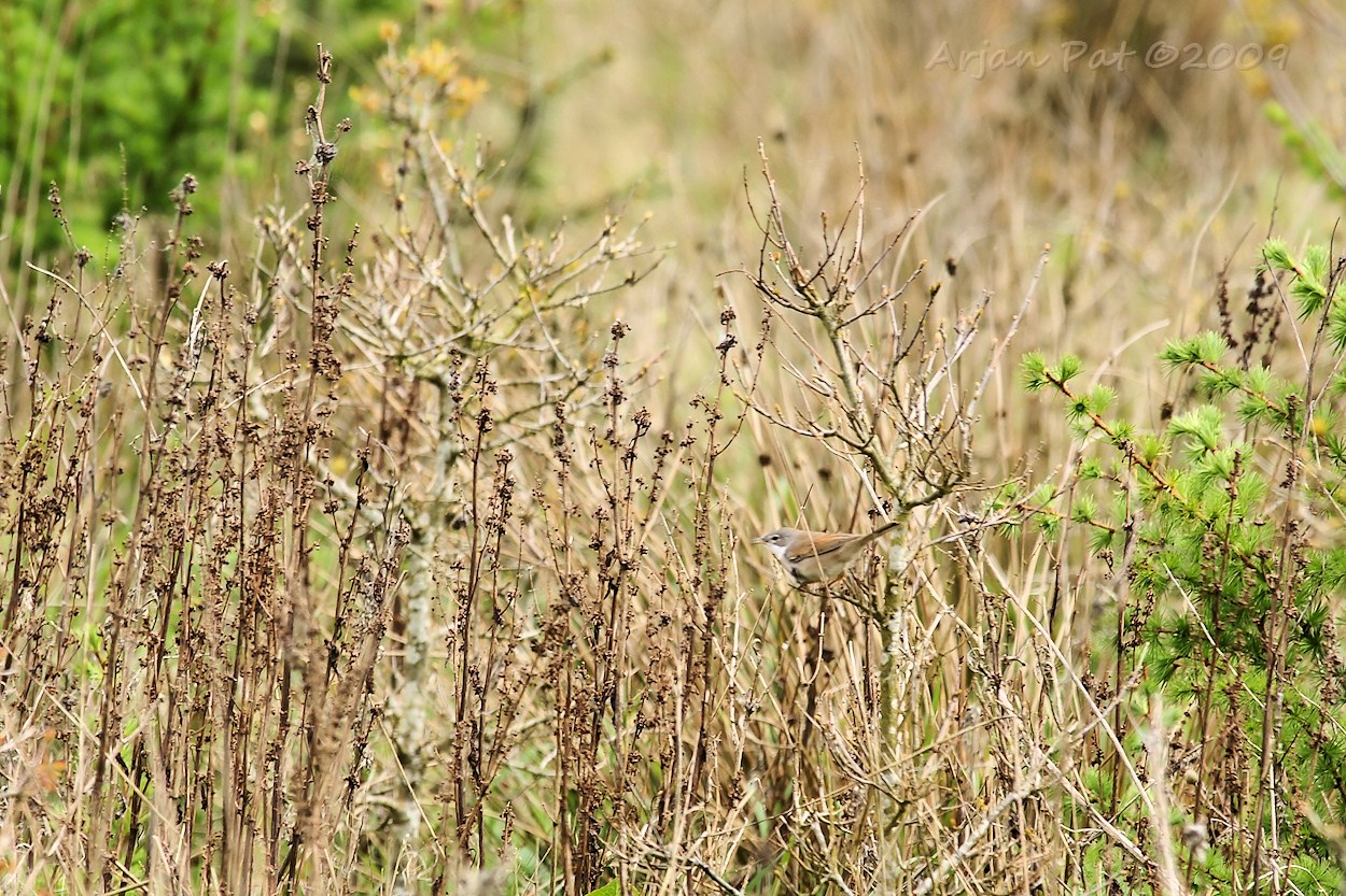 Nr 5: Welke vogel is dit?