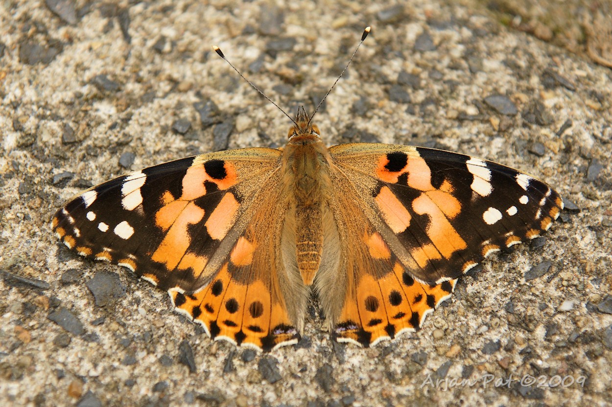 Distelvlinder (Hooghalen - september 2009)