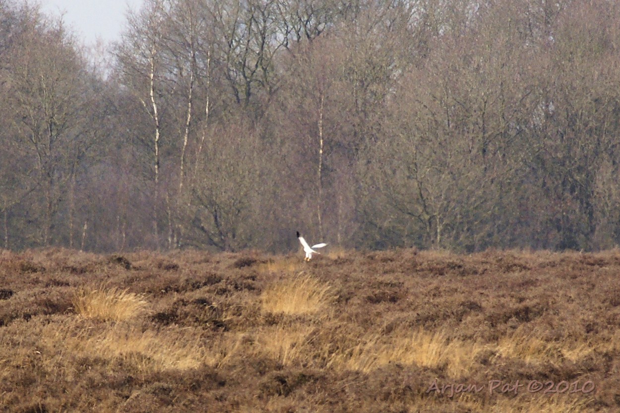 Nr 19: Deze roofvogel leek mij in eerste instantie van een Blauwe Kiekendief, maar de poten op deze foto zijn groffer. Is het misschien een Grijze Wouw? Jammer genoeg is de afstand te groot voor details (Balloër heide - 28 maart 2010)
