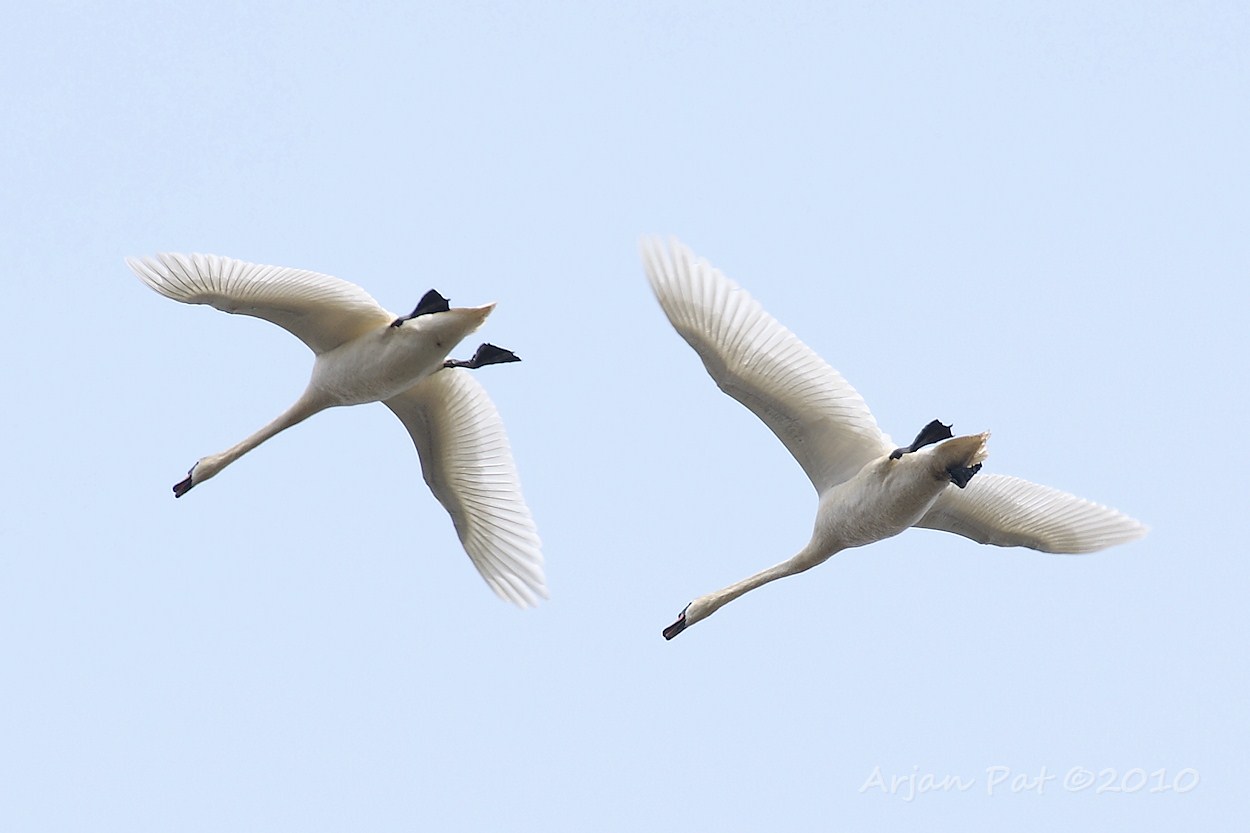 2 knobbelzwanen in vlucht (april 2010)