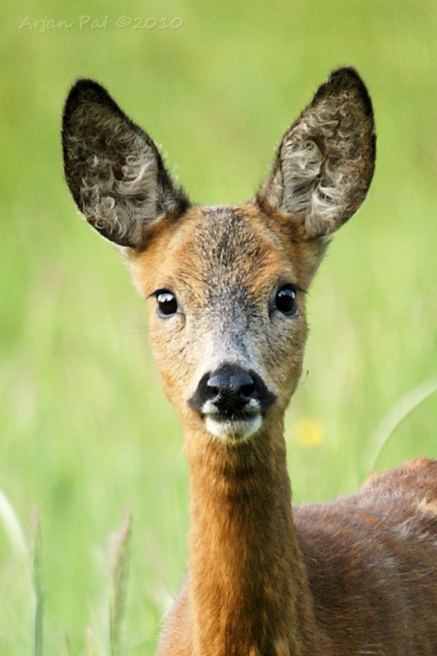 Bambi