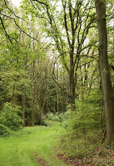 Afbeelding