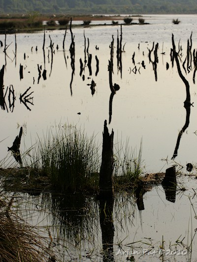 Verzopen land