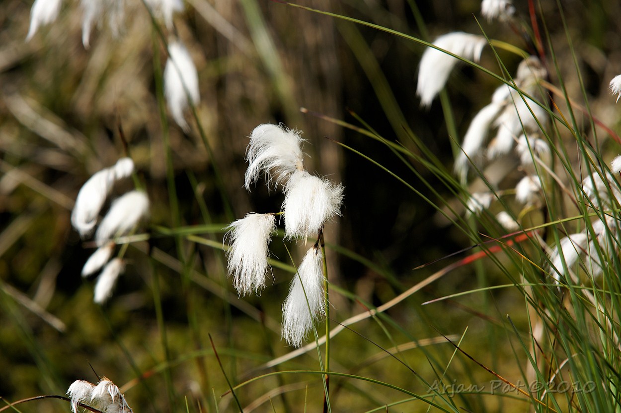 Mooie witte pluimen (Hooghalen; Hingsteveen - juni 2010).