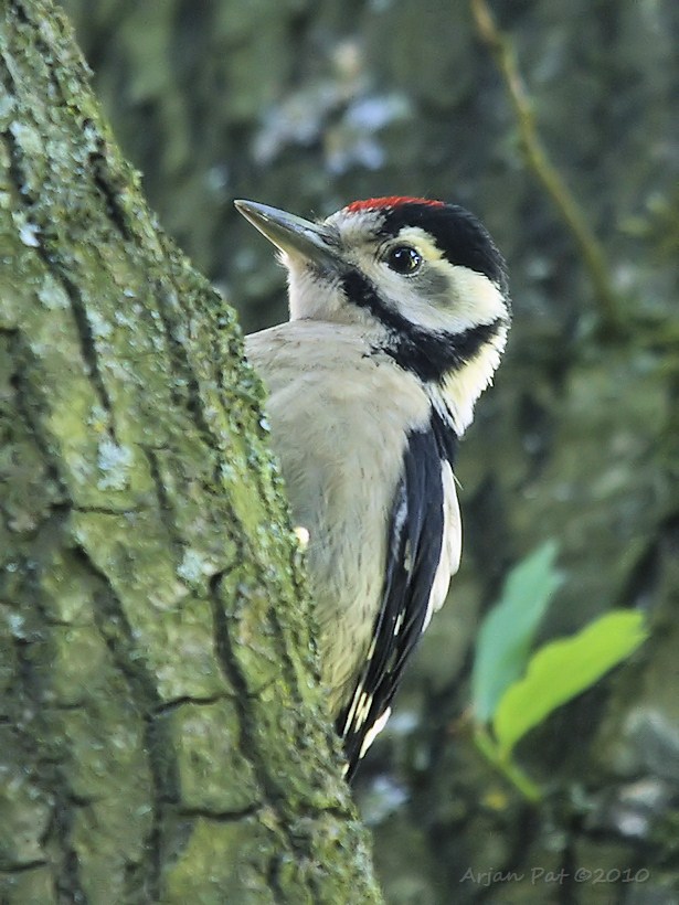 Grote bonte specht