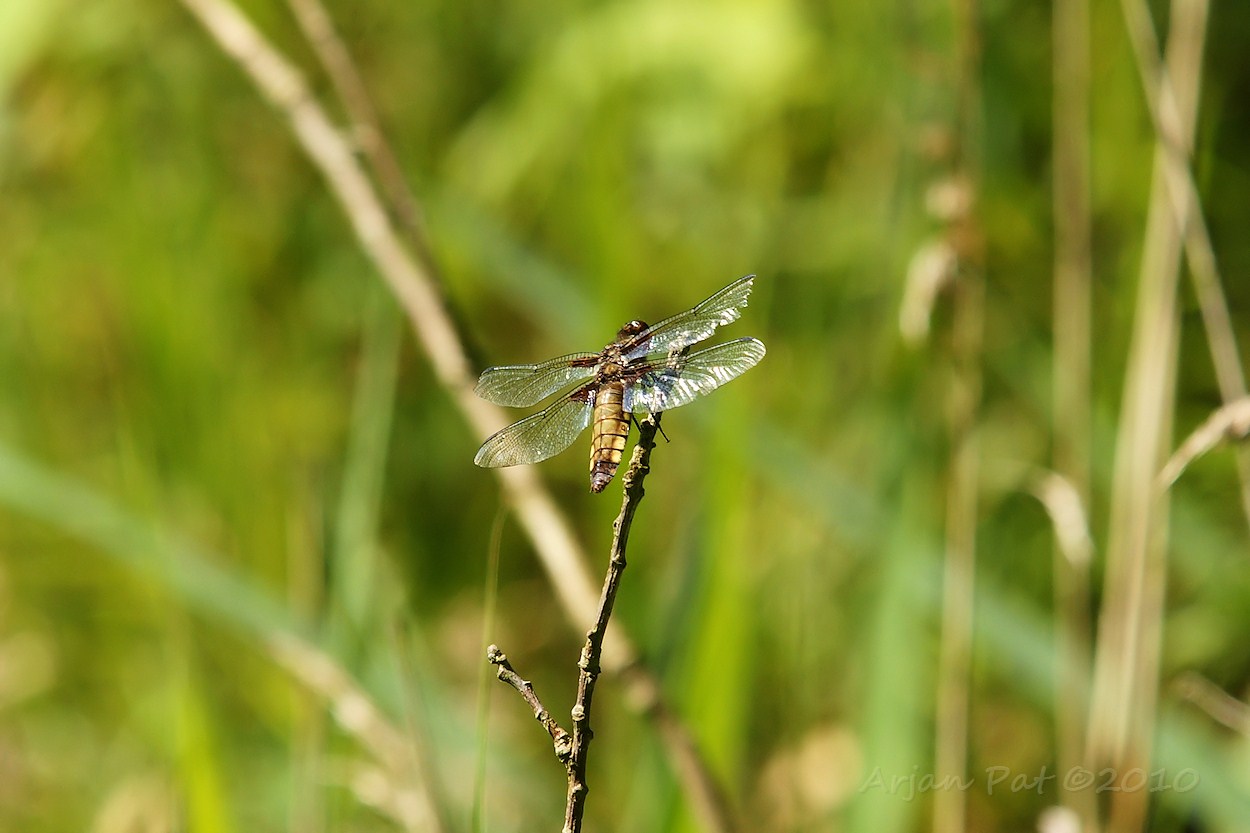 Platbuik - vrouwtje (Westersche Veld van Rolde - 23 juni 2010)