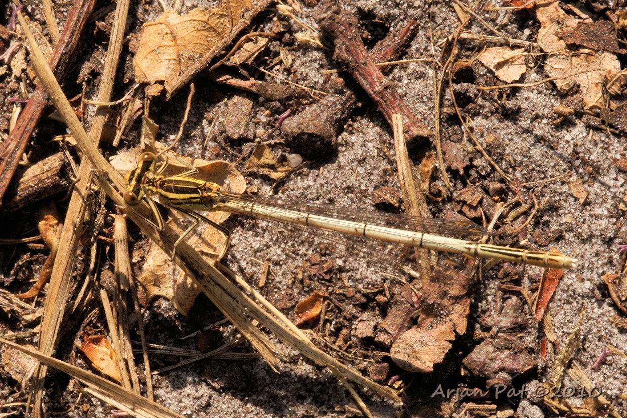 Blauwe breedscheenjuffer - vrouwtje (juni 2010 - Balloërveld)