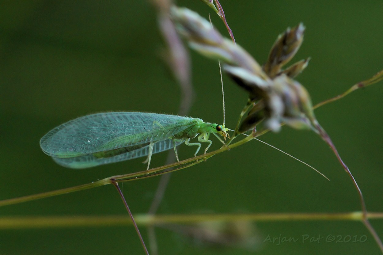 Groene gaasvlieg (juni 2010)