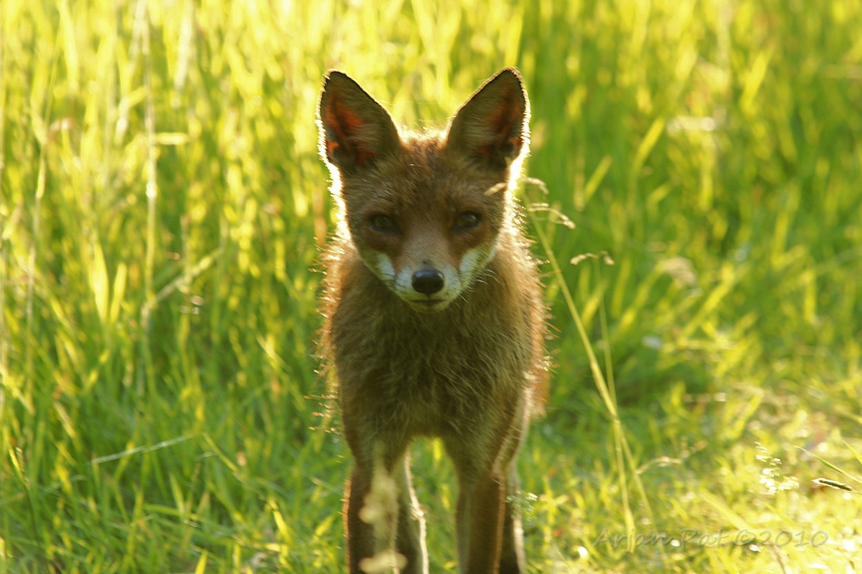 Op 5 meter blijf de vos staan en keek me een poosje aan. (Jammer, foto is niet echt scherp geworden; de zon stond verkeerd, dit was te dichtbij en ik vergat de instellingen, zoals diafragma en belichtingstijd aan te passen, maar daar was ook geen tijd voor ;-)