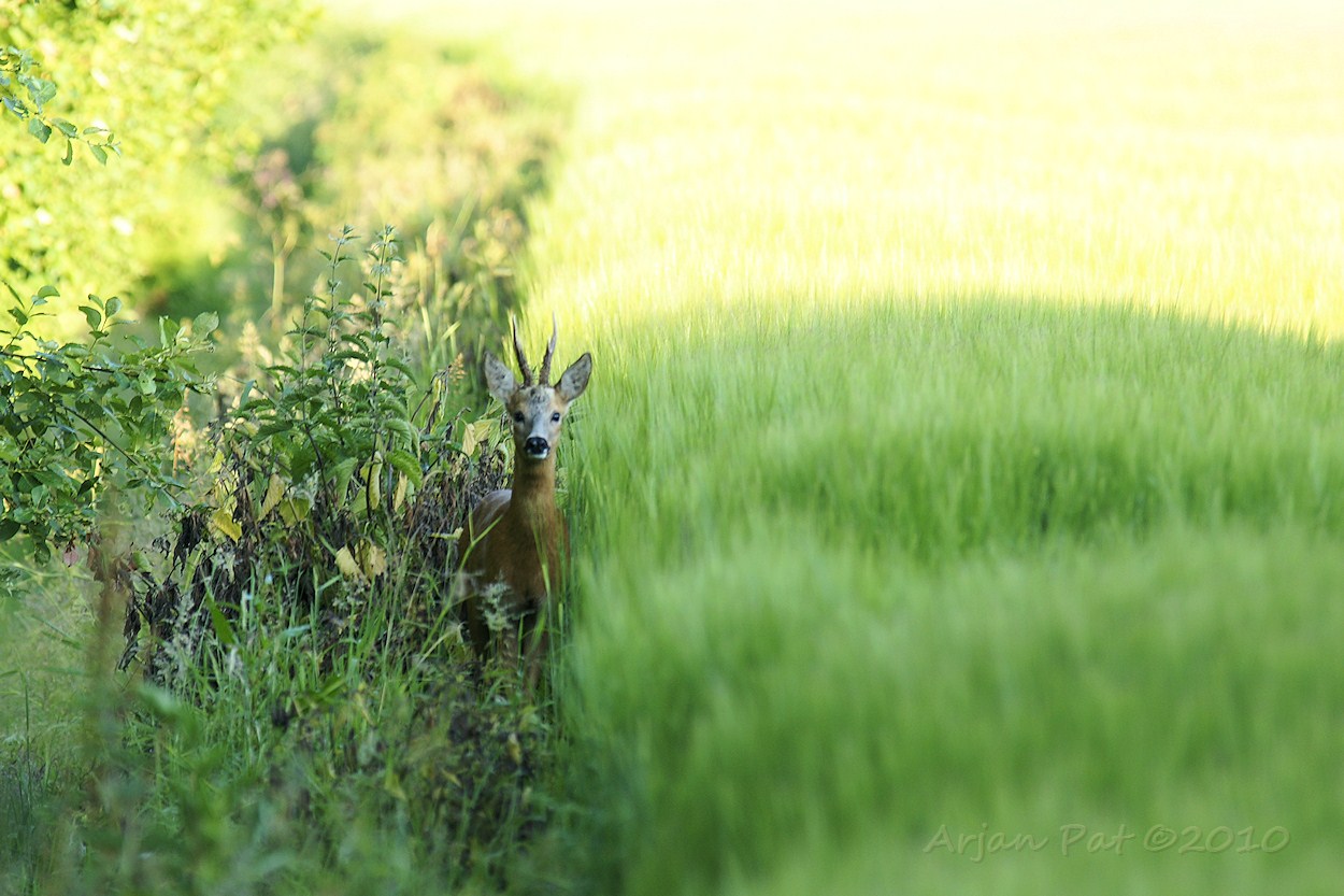 Reebok met boel kabaal.