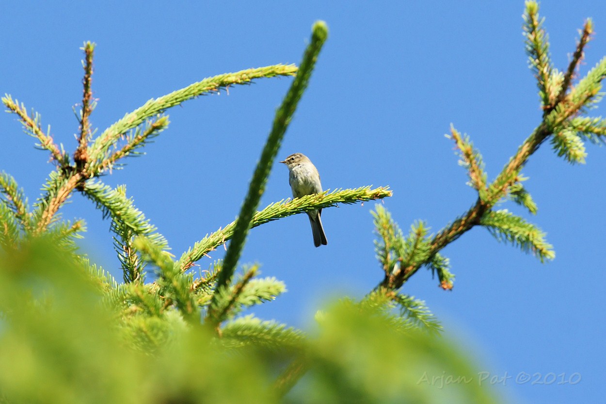 Deze rakker maakte eerst tjiftjaf geluiden en daarna de watervalgeluiden van de fitis. (Westersche Veld van Rolde - juni 2010)