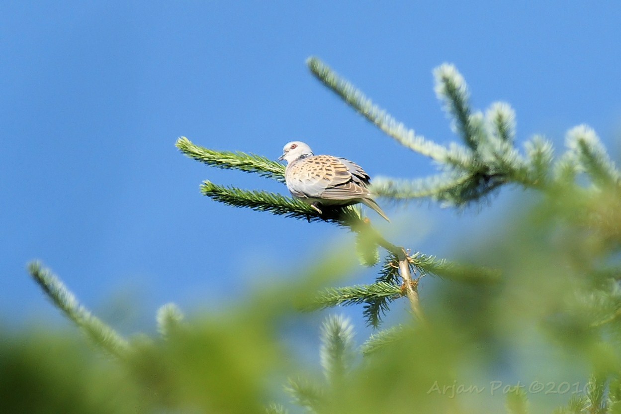 Het geluid van de zomertortel had ik al eens eerder gehoord, maar wist toen nog niet dat ie van deze vogel afkomstig was.