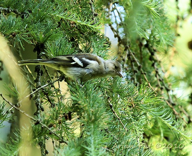Vrouwtjes vink