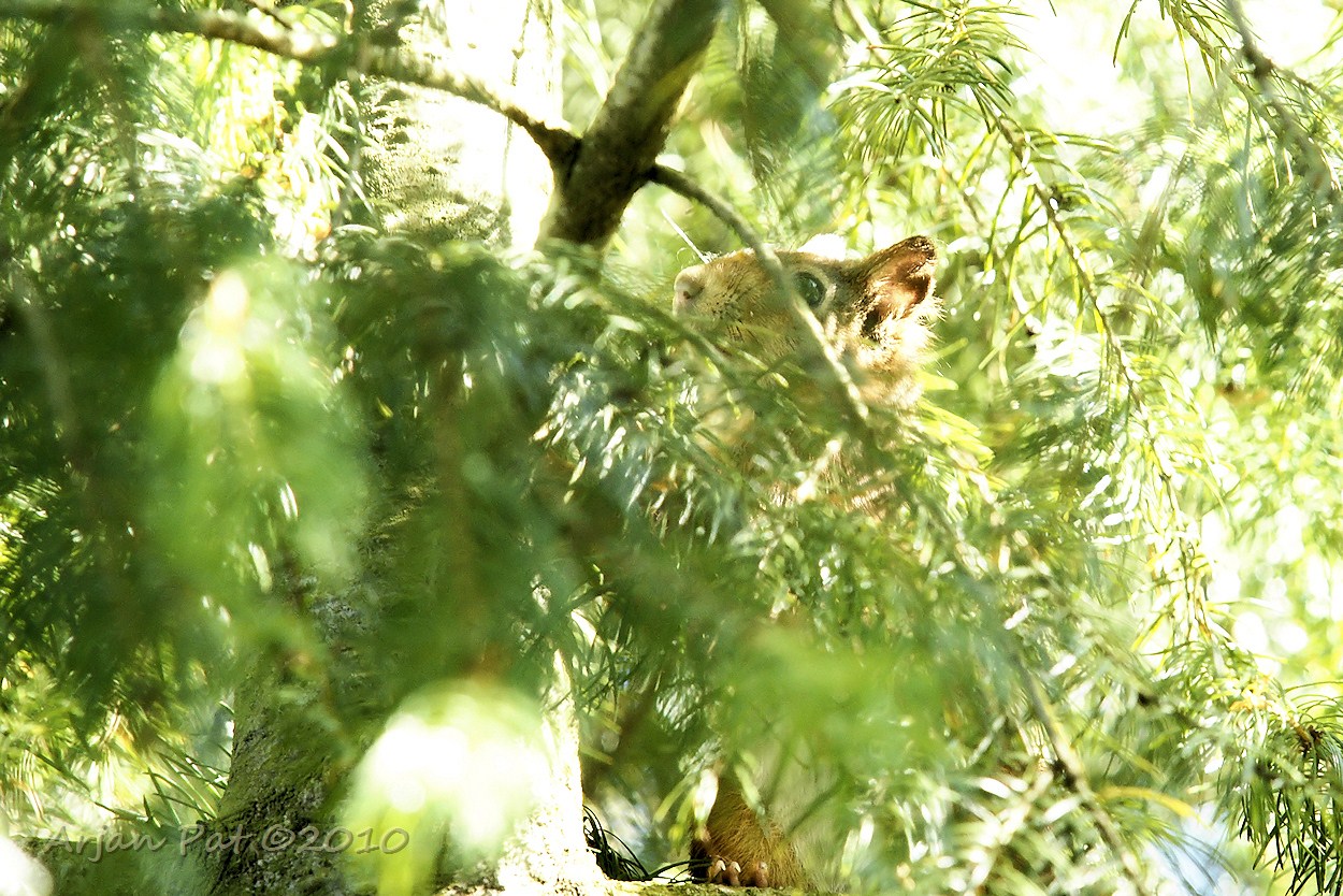 Eekhoorn, die vrij laag in de boom bleef om die malloot met dat grote glazen oog eens goed te bekijken.