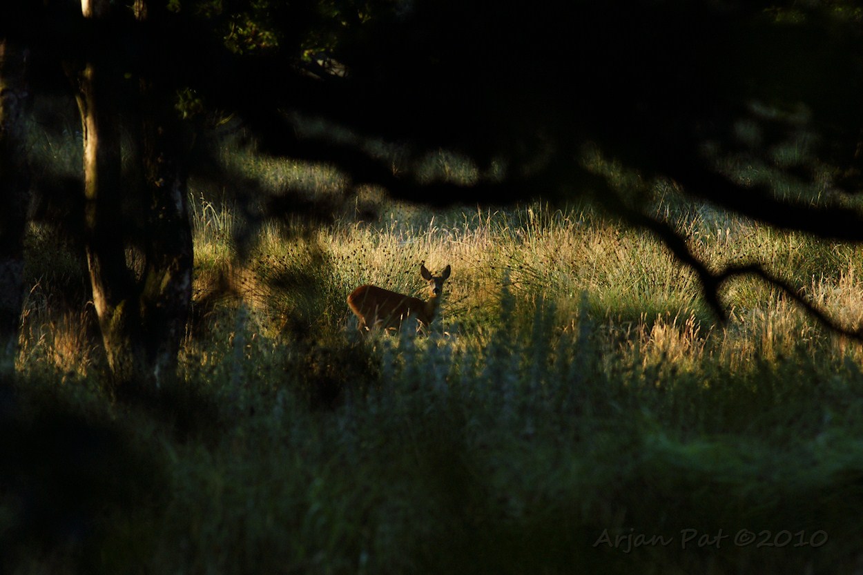 Reeën zie je eigenlijk altijd wel