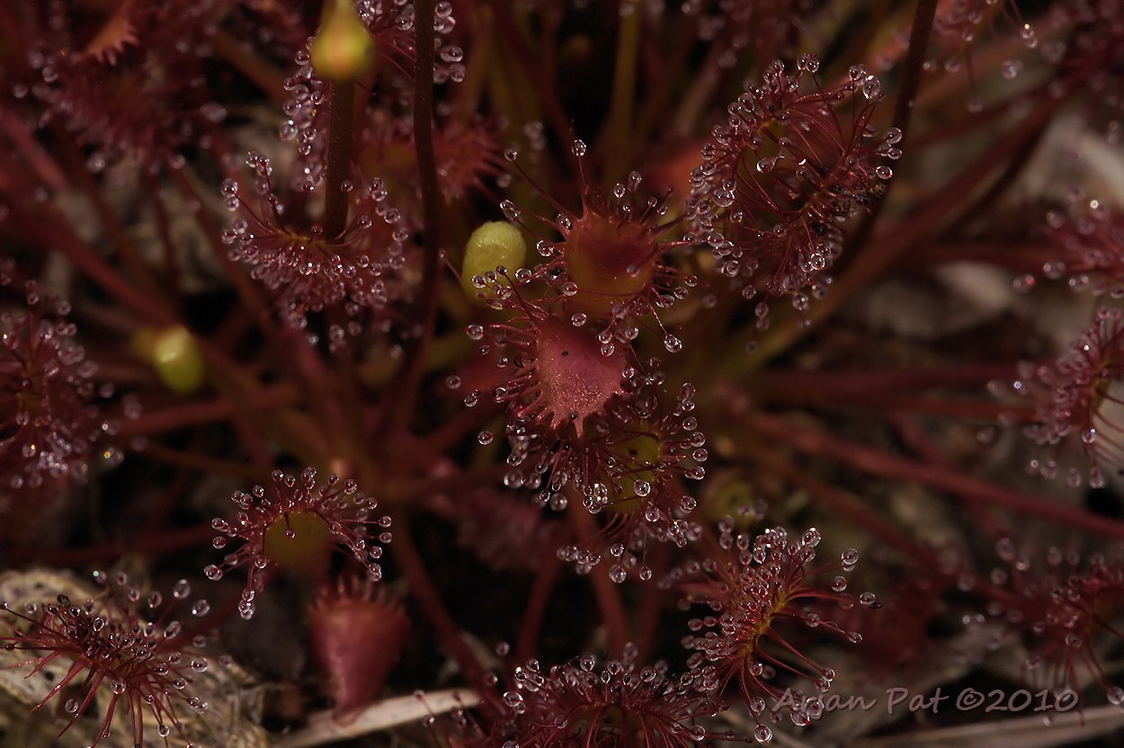Kleine zonnedauw (vleesetend plantje)