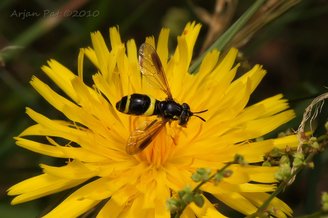 Geelbandwimperzwever