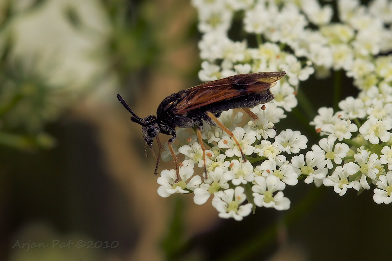 Een vlieg of mug vol stuifmeel (welke soort?)