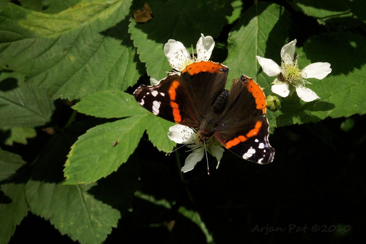 Atalanta (ofwel Admiraalvlinder) op bloem van een braamstruik