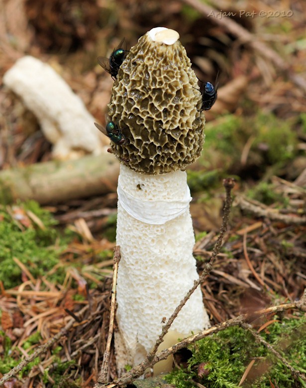 Maar een bijna kaalgevreten schaamteloze penis = Phallus impudicus = Grote stinkzwam