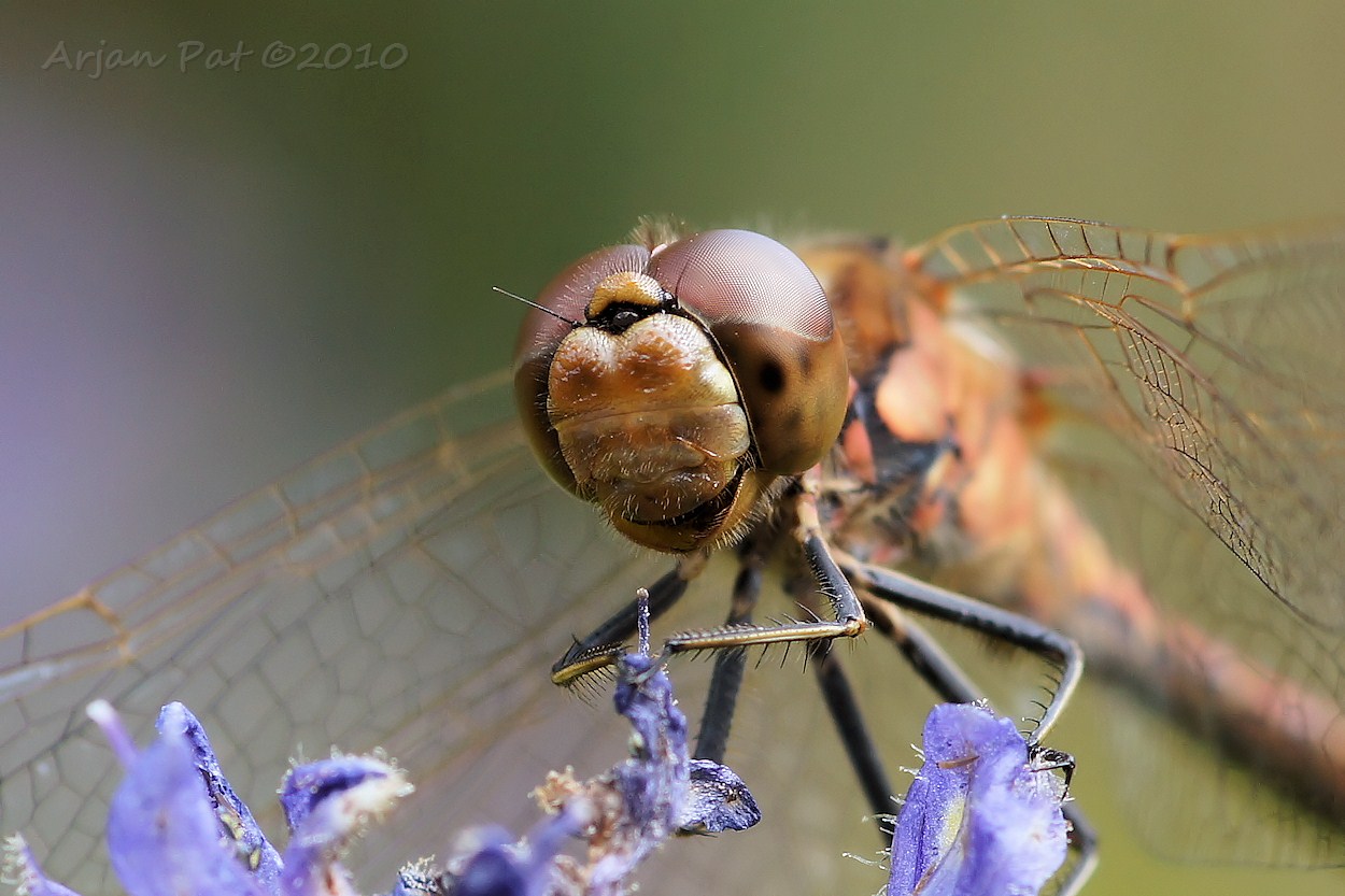 Bruinrode heidelibel - close-up van de kop van een mannetje (augustus 2010 - Hooghalen)