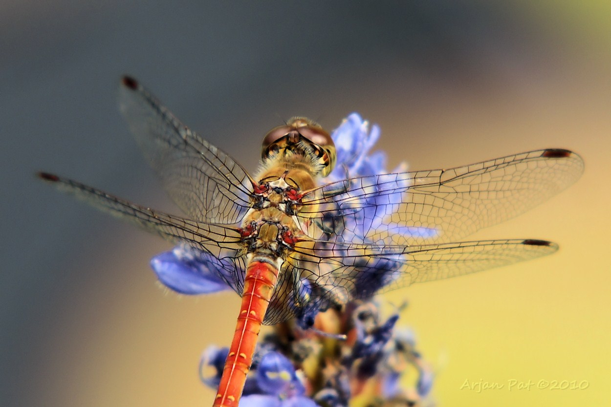 Bruinrode heidelibel - mannetje (augustus 2010 - Hooghalen)
