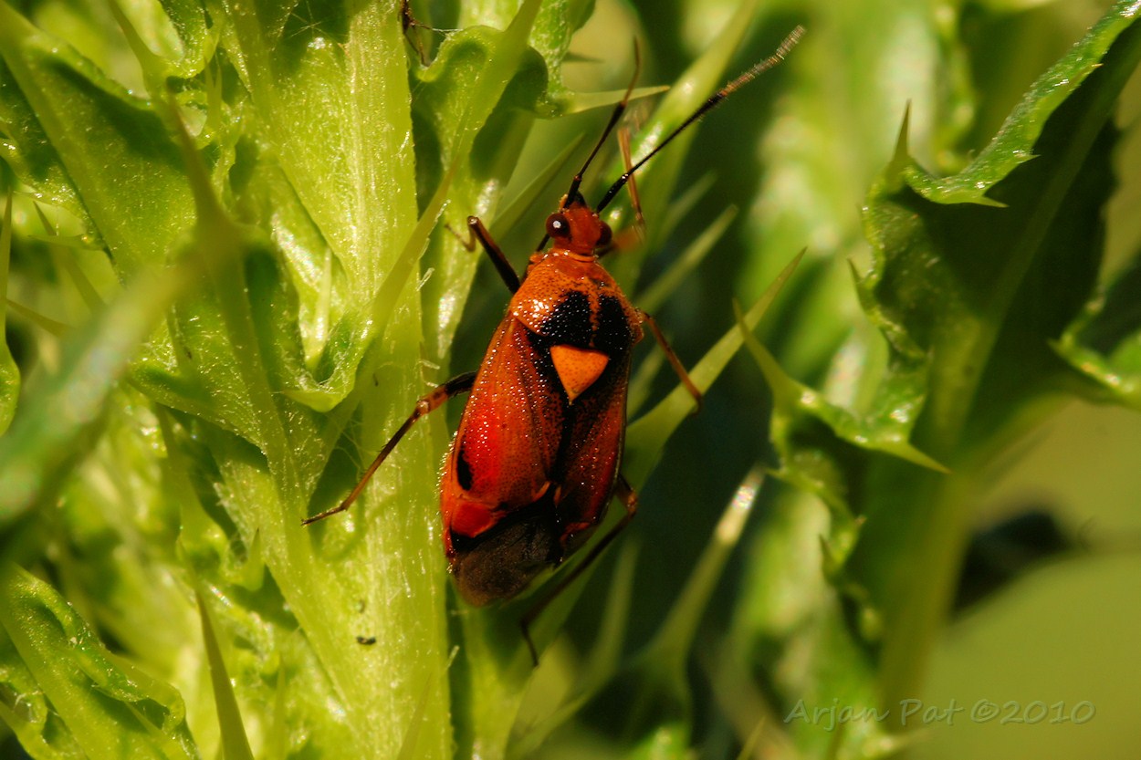 Nr 13: Gezien de reacties: Een 'Deraeocoris cordiger' of waarschijnlijker een 'Deraeocoris ruber' (Kan iemand dit verifieren?).