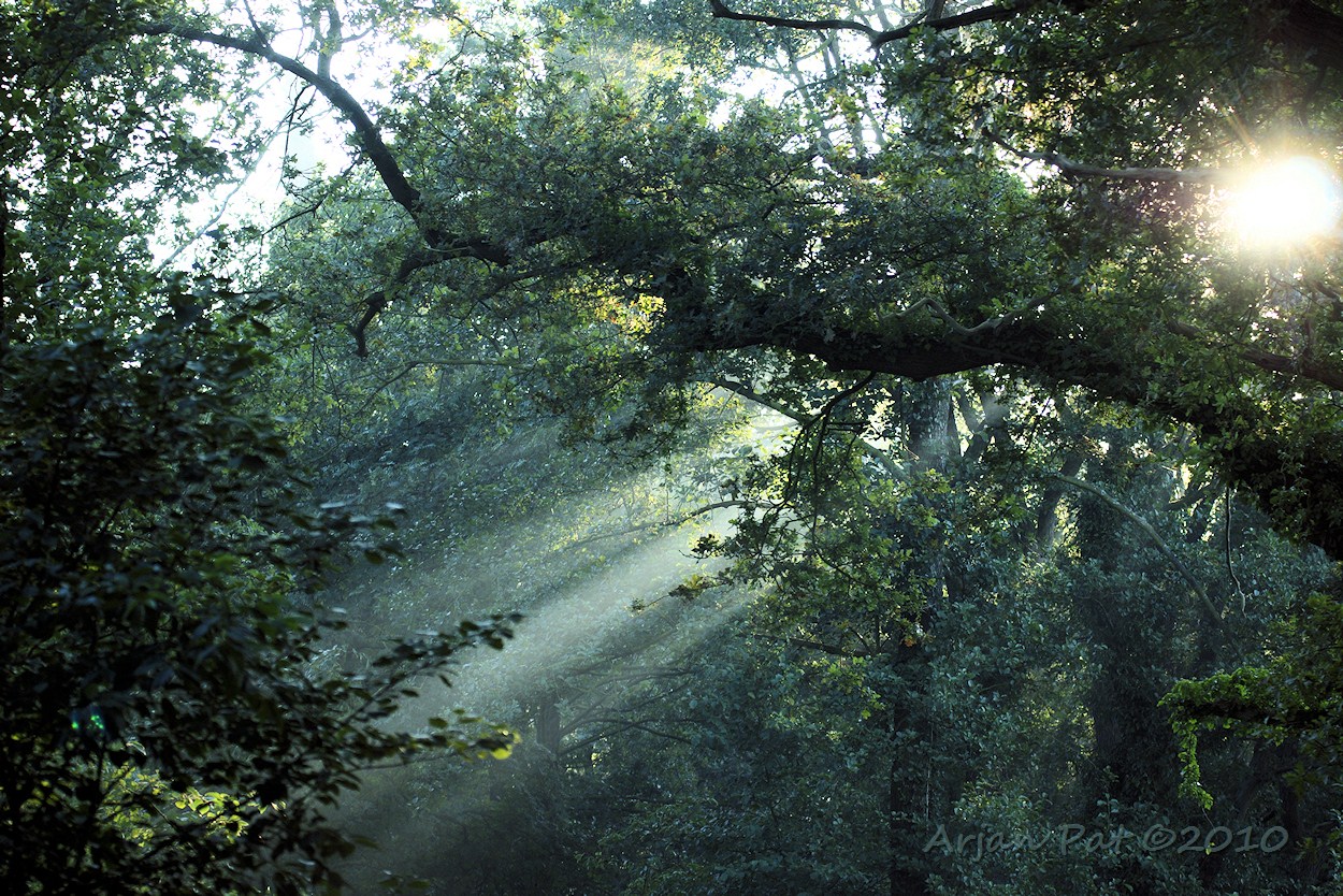 De zon probeerde zich een weg te banen tussen het gebladerte van deze boomtoppen.