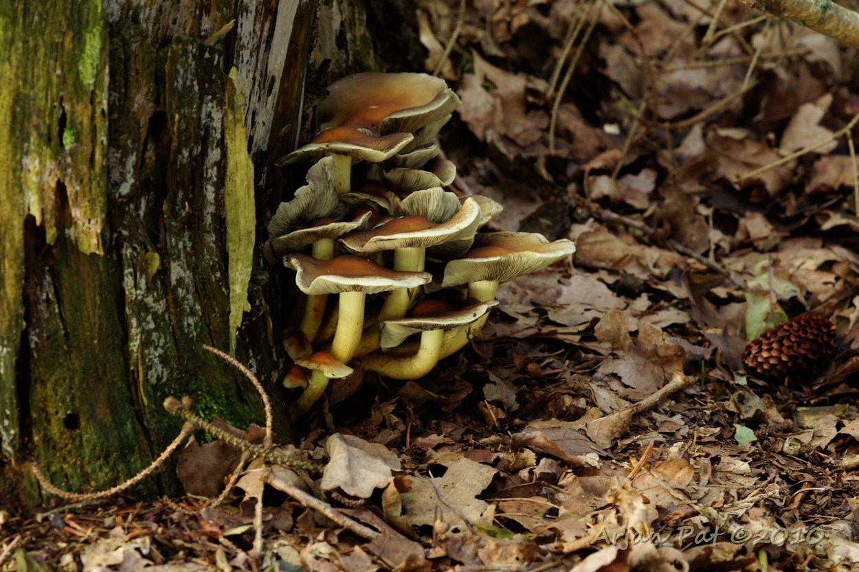 (5 september 2010)