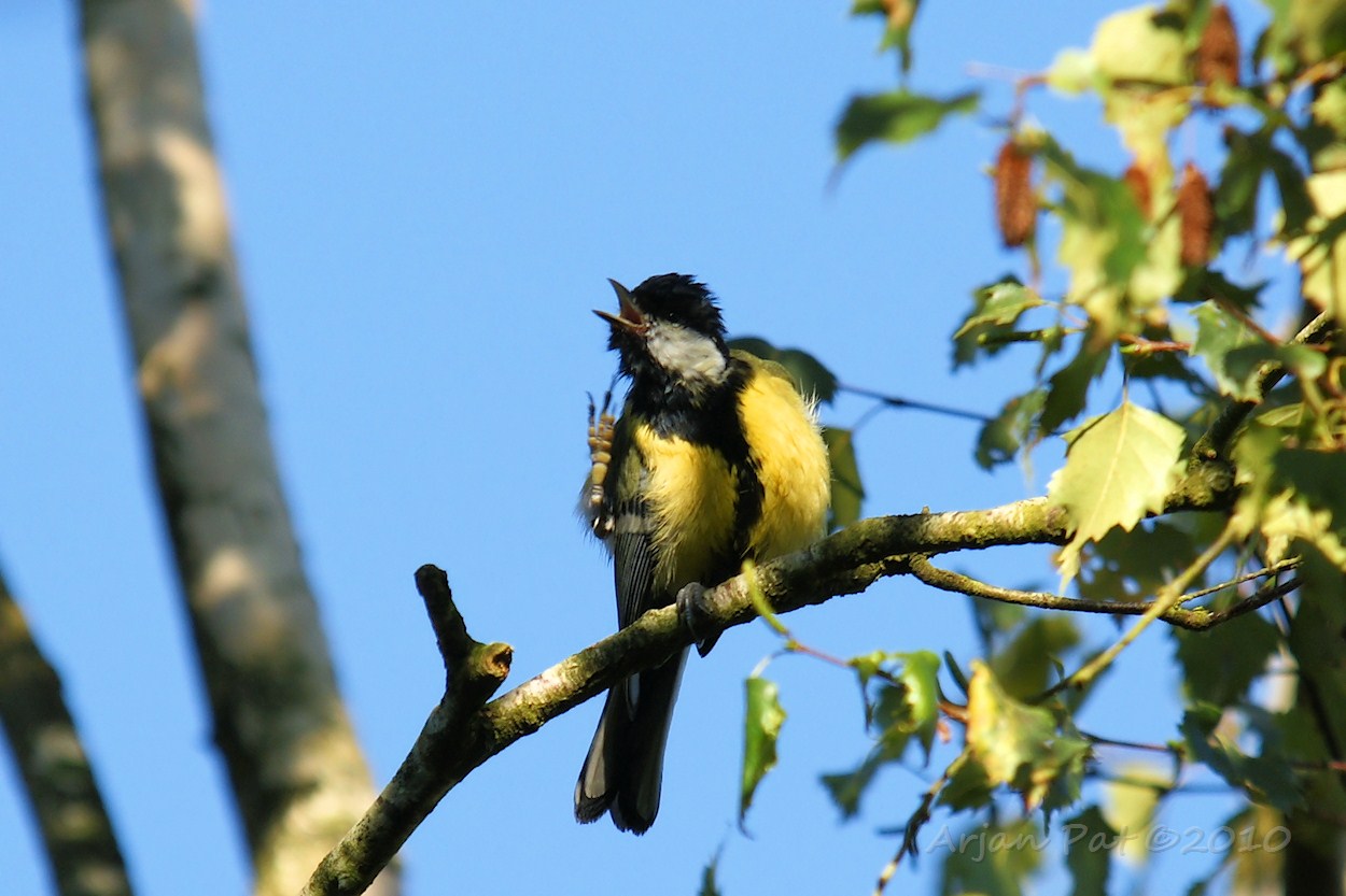 Koolmees die op z'n tenen probeert te fluiten....