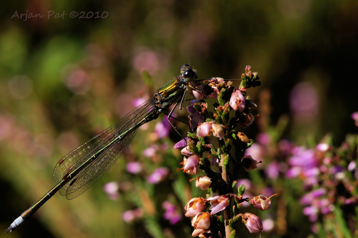 Een juffer op bloeiende heide.