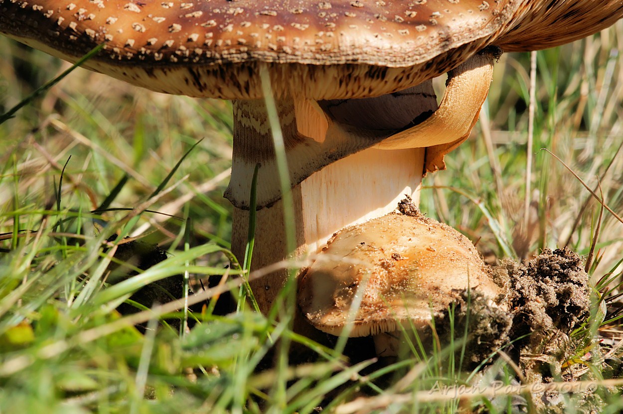 Paddenstoel tilt rokje omhoog, zodat jongere broertje ook van het zonlicht kan genieten.
