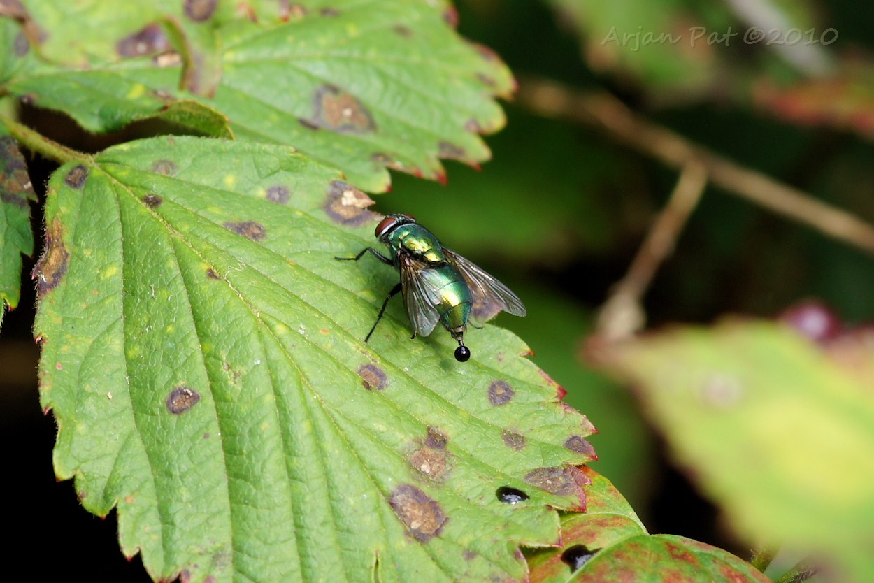 Vlieg aan de dunne. (Een Schietvlieg dus.)