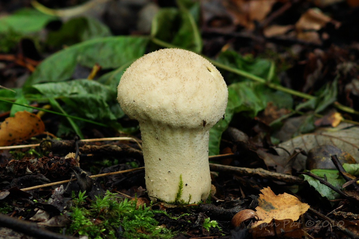 Parelstuifzwam - Westersche Veld van Rolde (11 september 2010)