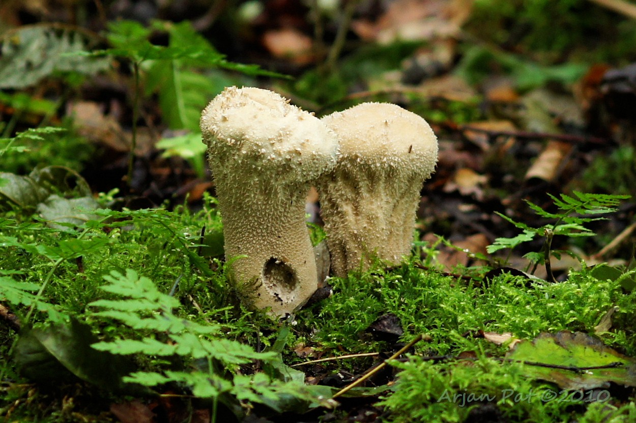 Parelstuifzwam - Westersche Veld van Rolde (11 september 2010)
