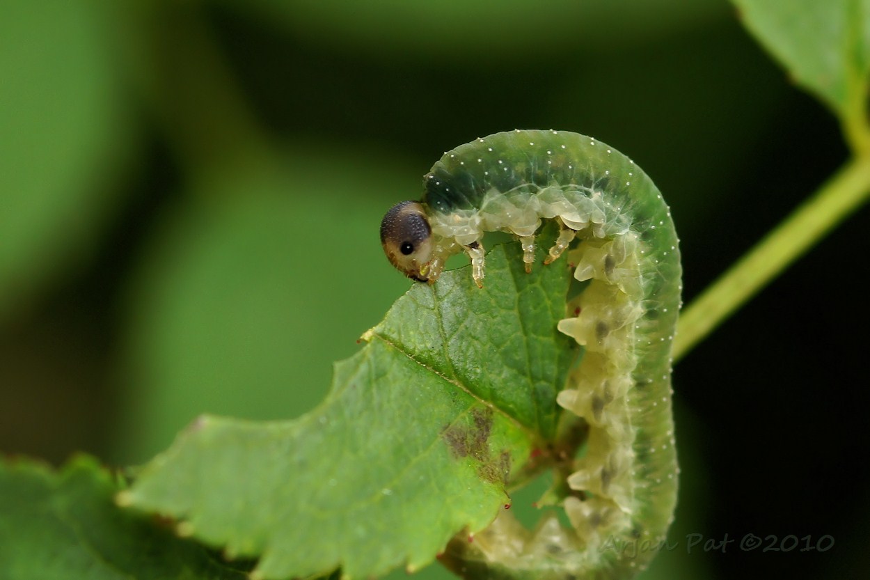 Nr 20: Onbekende rups; groen met witte stippen op een rozenstruik. (26 september 2010)