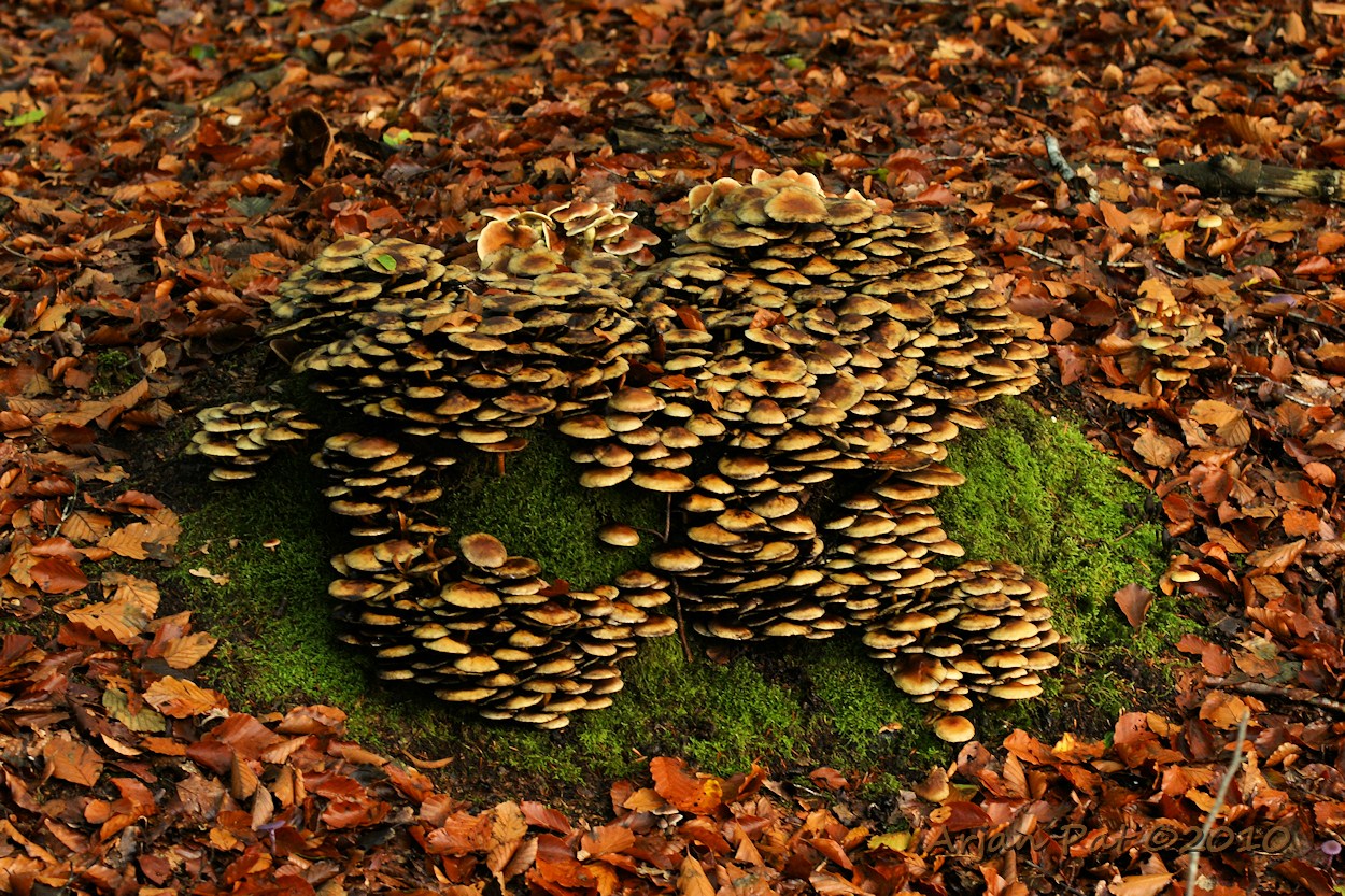 Tros zwavelkopjes