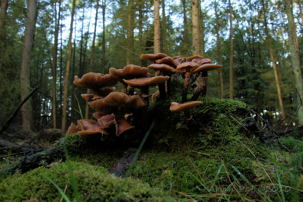 Overal in het bos kwamen we verschillende soorten paddenstoelen tegen.