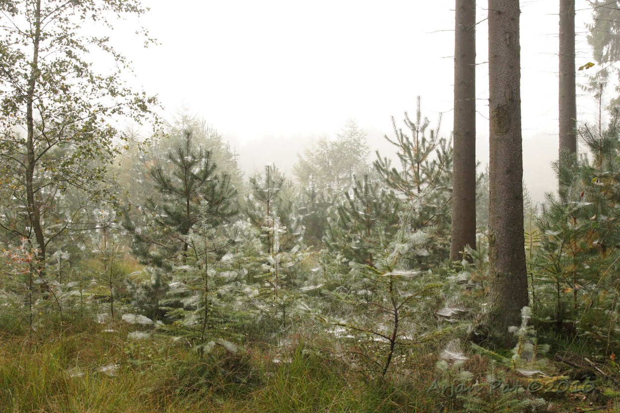 Het is toch nog geen winter? Kerstbomen met engelenhaar? Nee, het is spinnentijd, dat is met deze mist goed te zien.
