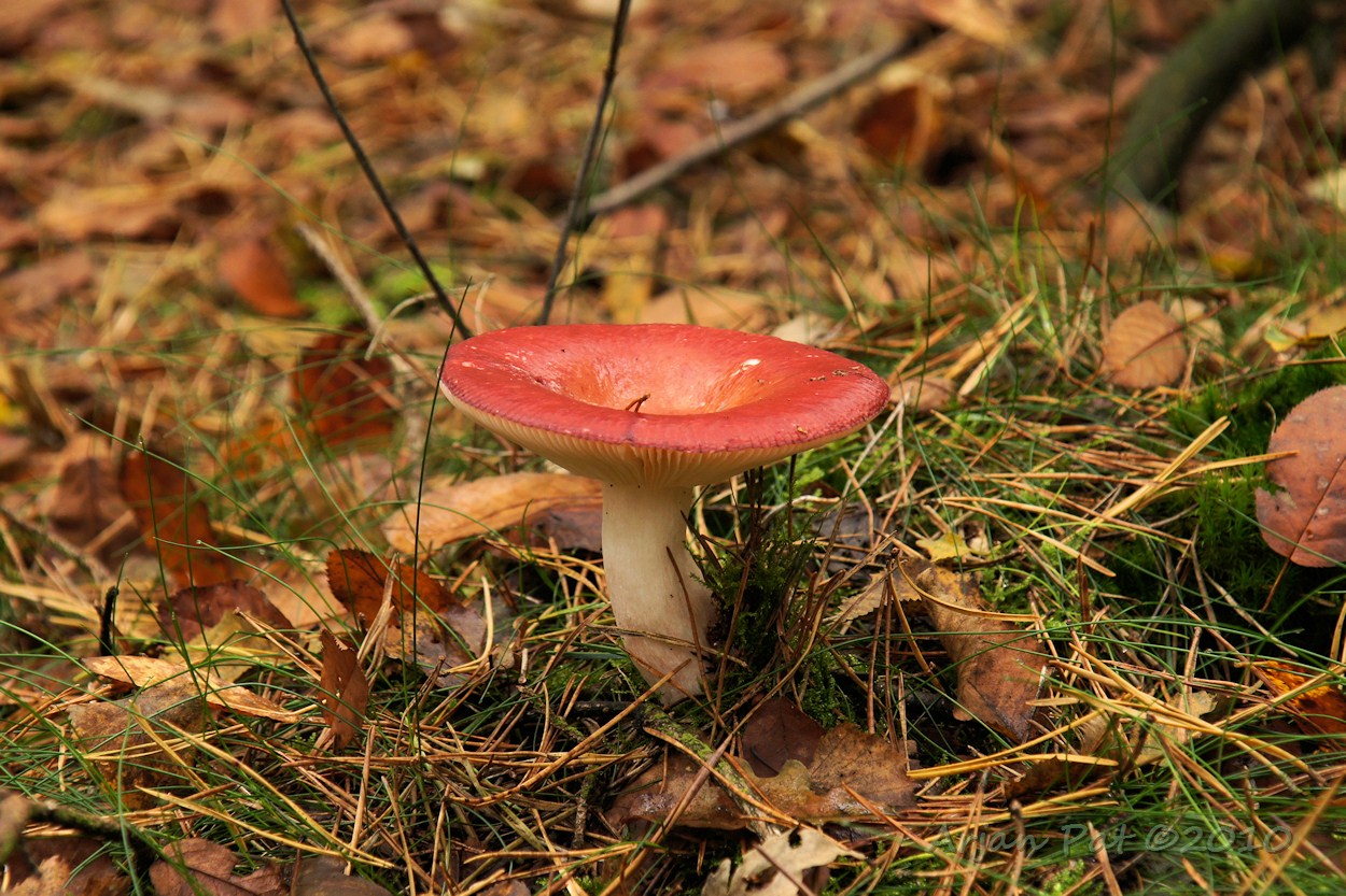 Wel een aantal paddenstoelen gezien, zoals deze Braakrussula, maar lang niet zoveel als vorige week bij Grolloo.