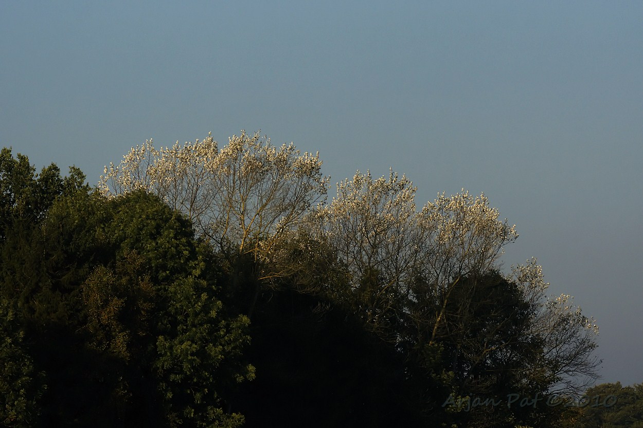 De opkomende zon scheen mooi op deze bomen met witte en zwarte bladeren
