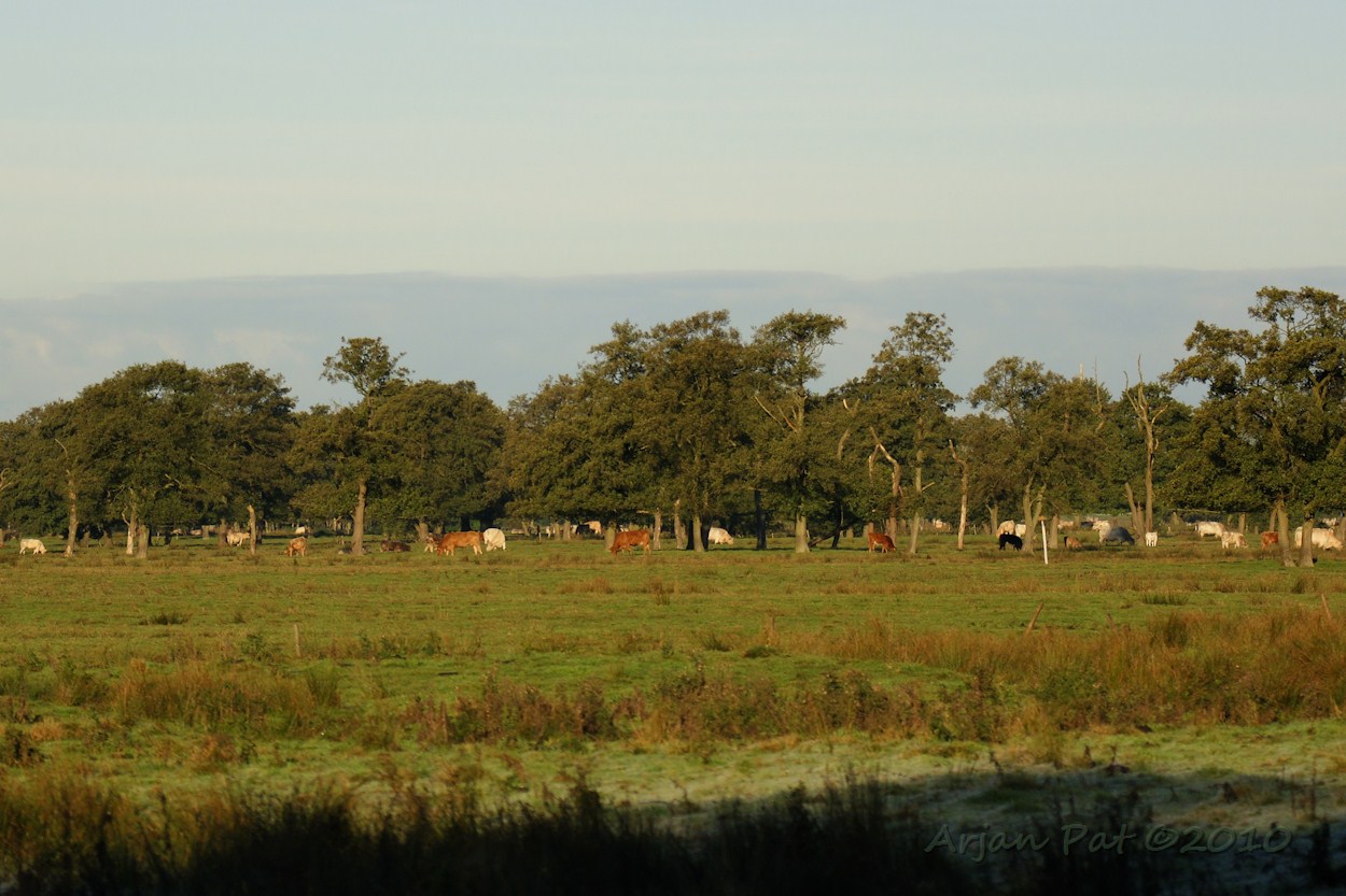 Grazende koeien op Reebroek (lekker weertje; zonnetje erbij en windstil)