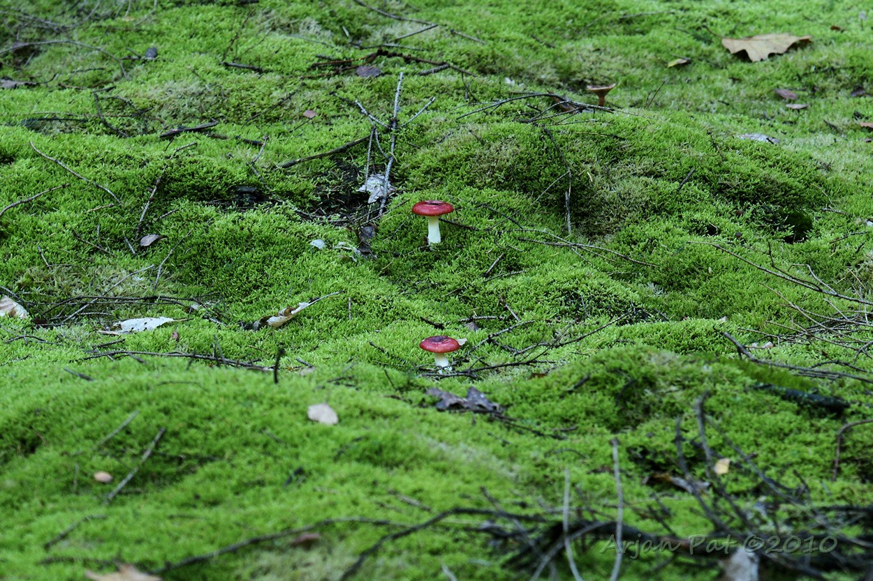 Portie rode paddenstoelen op een bedje van frisse mos