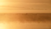 110