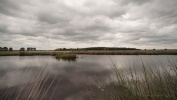 590
